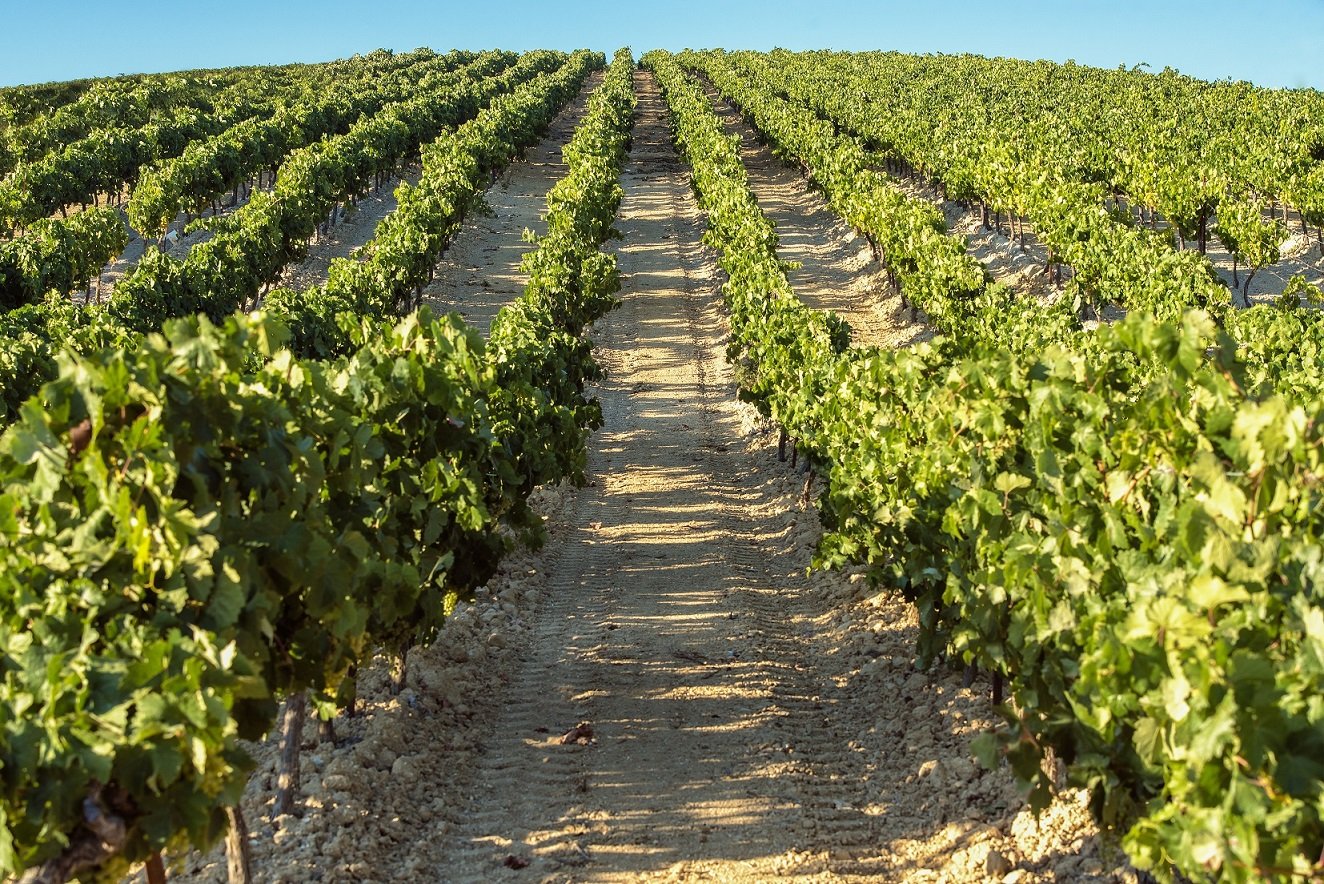 La Junta concede 3,8 millones de euros en ayudas para la reconversión y reestructuración del viñedo