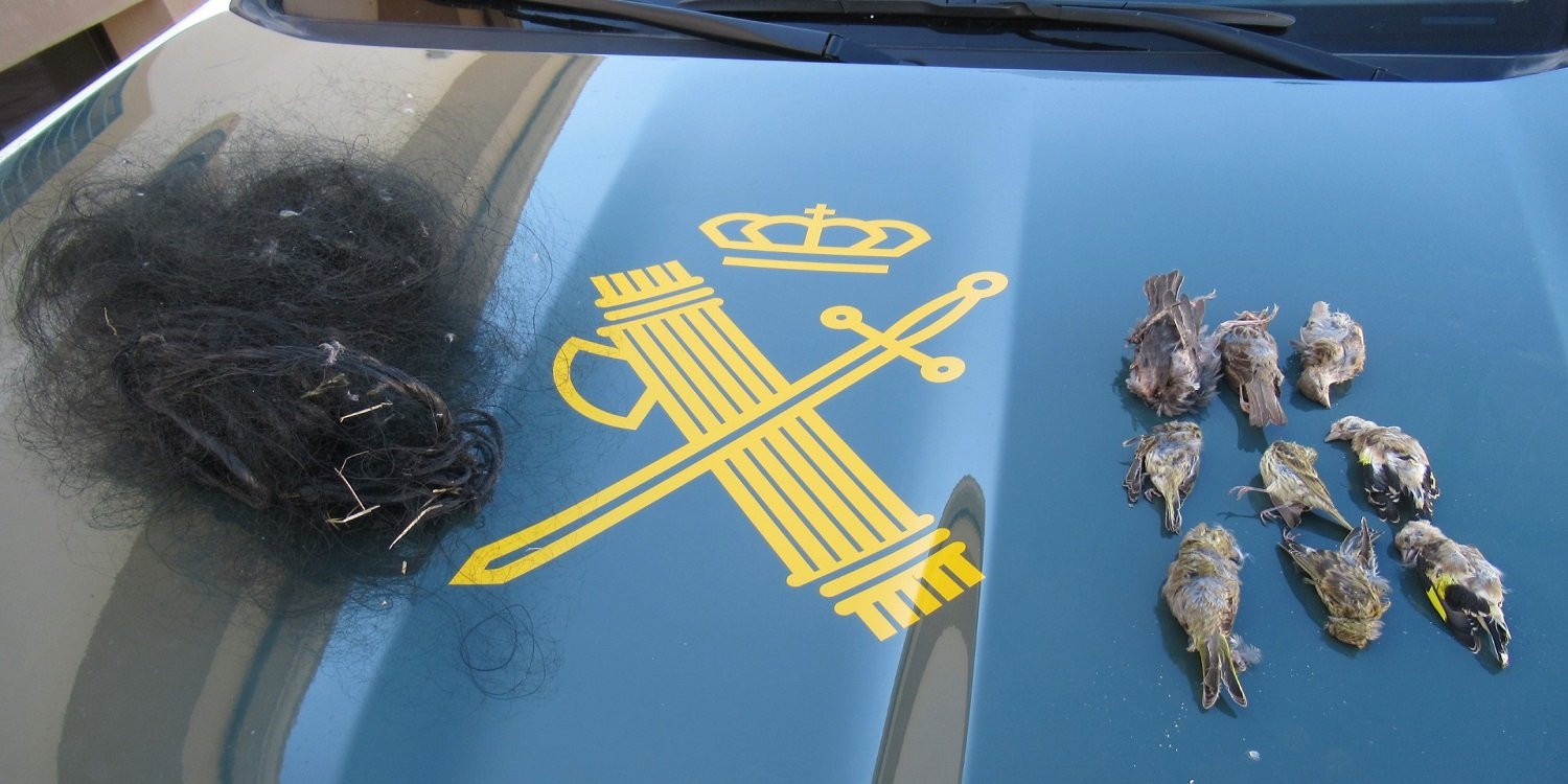 El SEPRONA de Baena investiga a una persona por la captura ilegal de aves fringílidas empleando ‘red de niebla o japonesa’