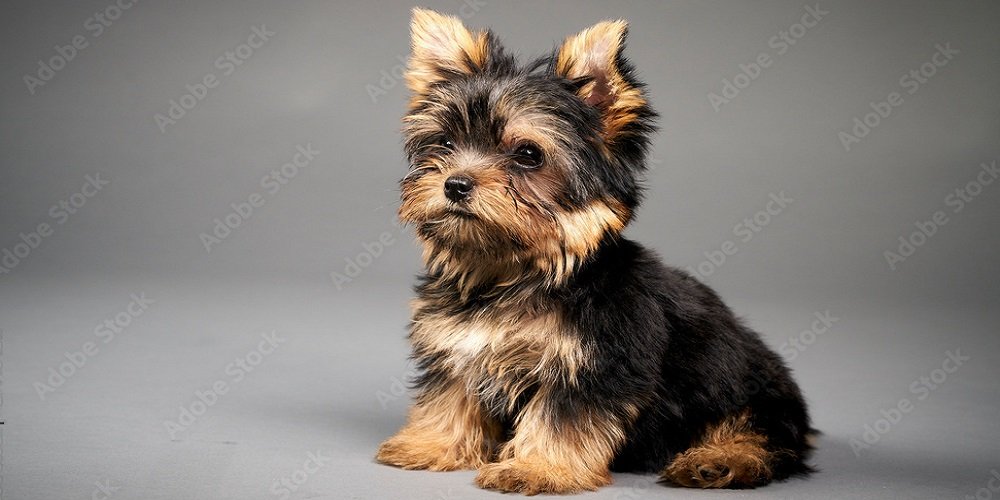 El juzgado de Baena investiga una estafa de más de 1.500 euros en la compra de un perro anunciado en ‘Facebook’