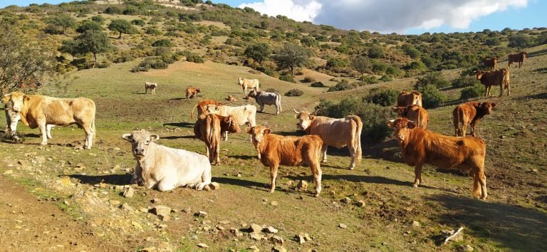 Los ganaderos de Córdoba, los más beneficiados del pago de ayudas para abrevaderos de Andalucía