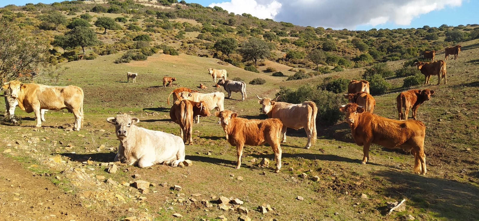 Los ganaderos de Córdoba, los más beneficiados del pago de ayudas para abrevaderos de Andalucía