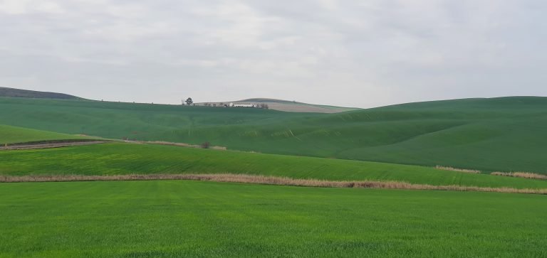 Asaja Córdoba asegura que el comienzo de la campaña de siembra de cereal se desarrolla mejor de lo esperado