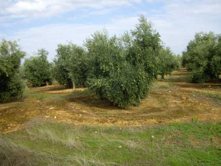 Asaja Córdoba se opone totalmente a que el olivar de la provincia se incluya como Patrimonio Mundial de la Unesco