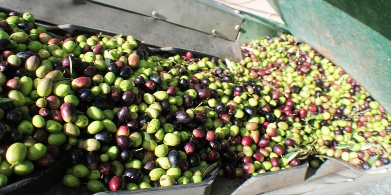 La producción de aceite en Córdoba supera las 94.000 toneladas en el tercer mes de campaña