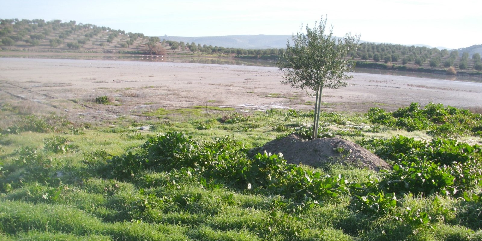 Ecologistas en Acción alerta de un “deterioro generalizado” de los humedales de Baena por la escasez de lluvias