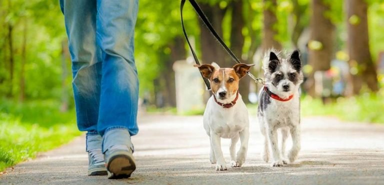 El Ayuntamiento de Baena somete a consulta pública la nueva ordenanza de bienestar animal