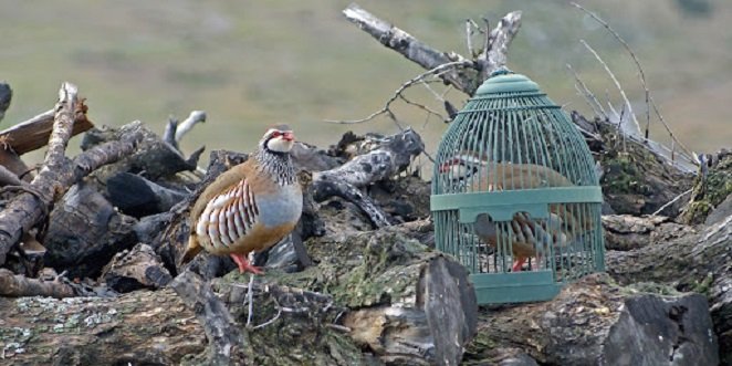 Los ecologistas rechazan la moción aprobada por el Pleno del Ayuntamiento de Baena para declarar BIC la caza de la perdiz con reclamo