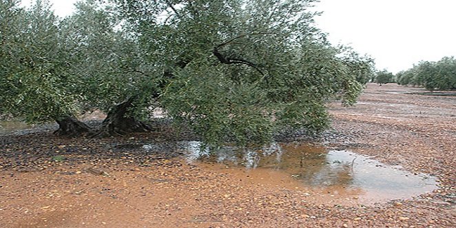 Asaja Córdoba destaca que la lluvia de Semana Santa ha sido muy positiva para todos los sectores en el campo