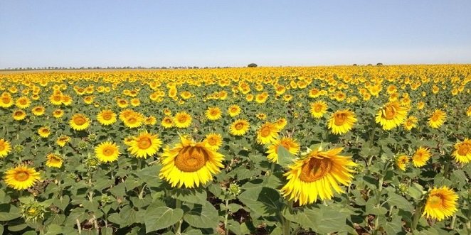 La superficie de girasol se reduce en la provincia de Córdoba un 17% en un año