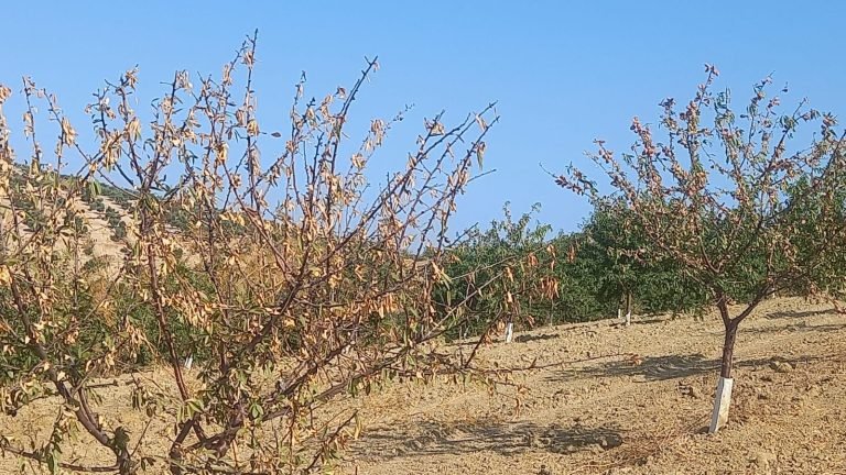 El almendro, en riesgo de desaparecer ante la grave plaga de gusanos