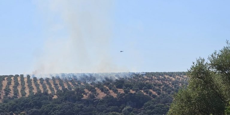 Asaja Córdoba alerta de que las obligaciones de la PAC ponen en riesgo a los olivares de sierra por peligro de incendio