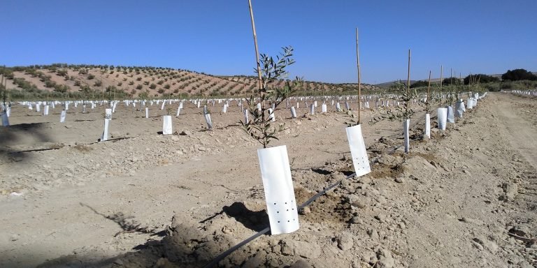 La Junta concede ayudas por 19,8 millones de euros para la modernización de explotaciones agrarias