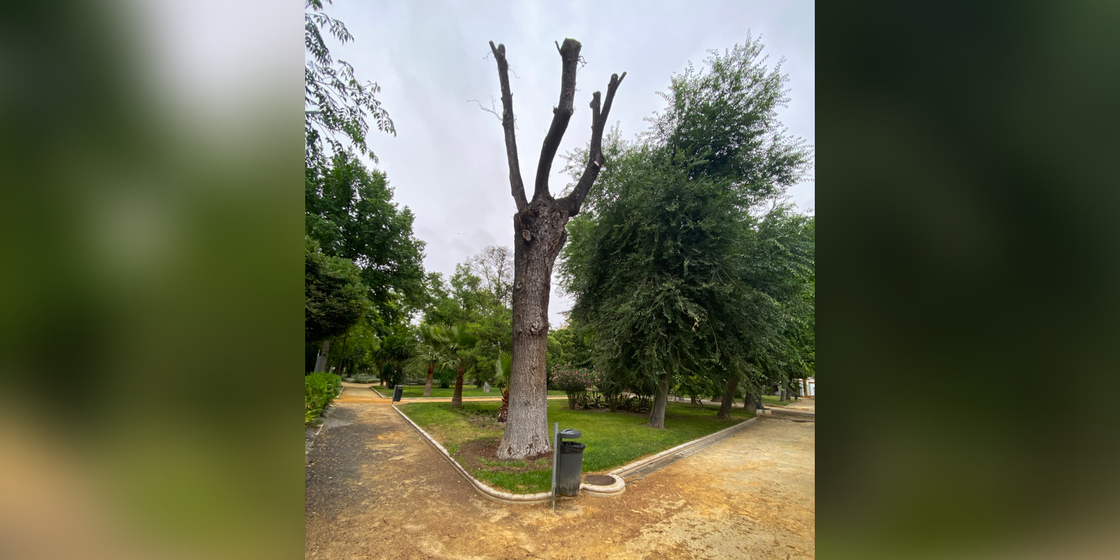 Ecologistas en Acción de Baena denuncia que los árboles más maduros “están muriendo por dejadez”