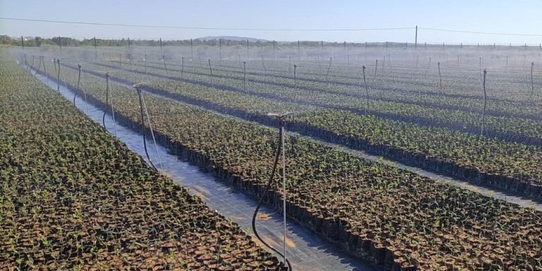 ‘AGR by De Prado’ espera producir este año en sus viveros más de 8 millones de olivos