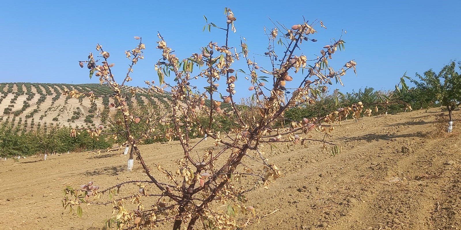 El Gobierno aprueba una propuesta para intentar frenar el gusano cabezudo del almendro