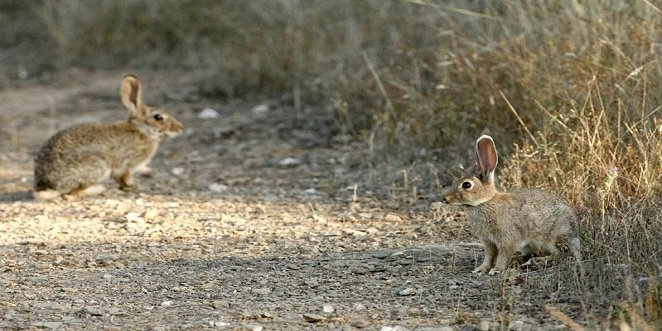 Comienza la temporada de caza en Baena con el rececho del conejo y aguardos nocturnos de jabalí