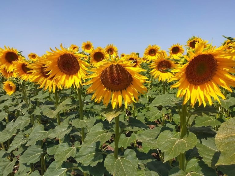 Finaliza la campaña del girasol con una reducción continuada de la superficie en la provincia de Córdoba