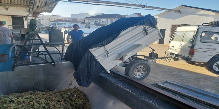 Bodegas Jesús Nazareno generaliza la vendimia en Baena con el ‘pie de cuba’ de la uva ‘Pedro Ximénez’