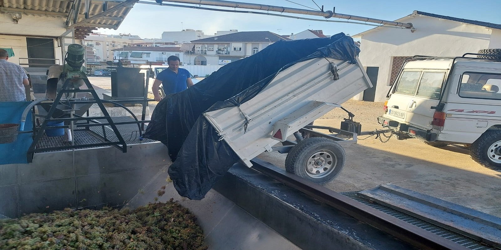 Bodegas Jesús Nazareno generaliza la vendimia en Baena con el ‘pie de cuba’ de la uva ‘Pedro Ximénez’
