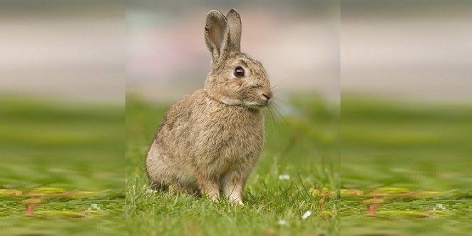 Groden-Ecologistas en Acción de Baena denuncia que la Junta “pervierte la norma legal para cazar conejos”
