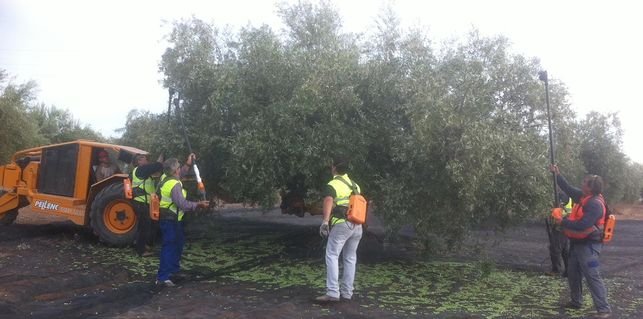 La DOP Baena hace balance de 2025 entre la excelencia del aceite, la recuperación comercial y la incertidumbre del sector