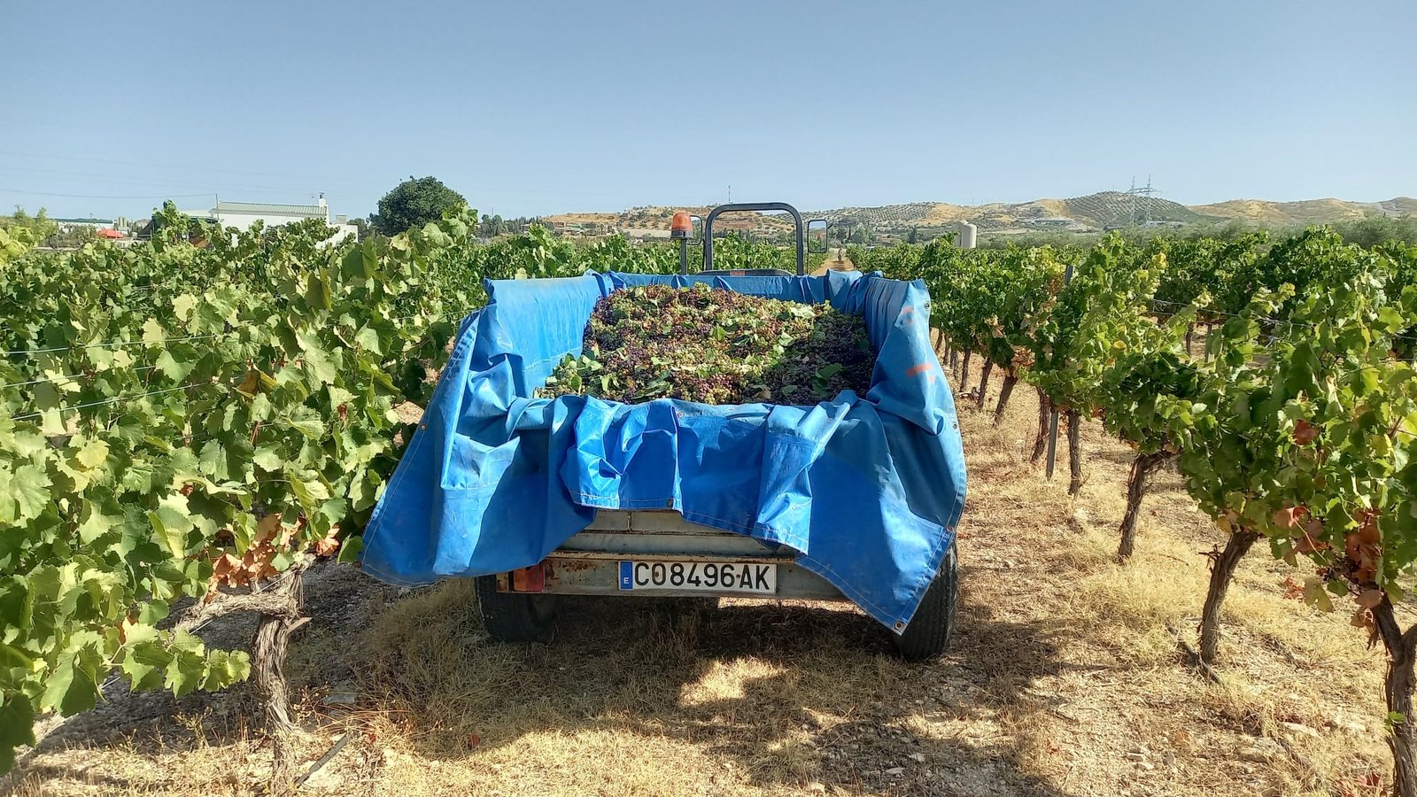 Finaliza la vendimia en Baena con buena calidad de la uva y un incremento del 10% en la producción