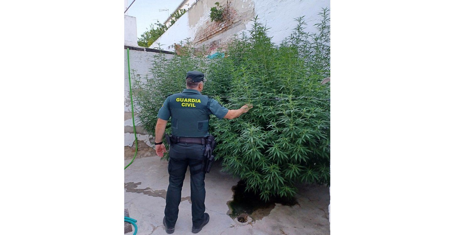 La Guardia Civil con la colaboración de la Policía Local de Baena detiene a una persona y desmantela una plantación de marihuana