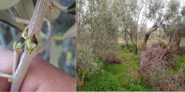 La RAIF recomienda el control del barrenillo tras la poda en el olivo