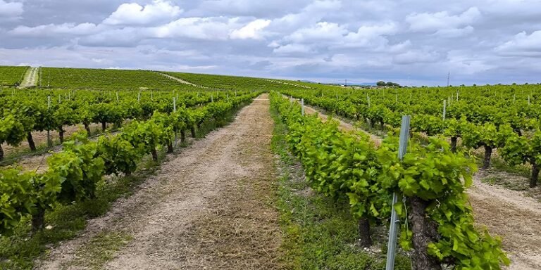 La Junta concede un millón de euros a los viticultores cordobeses para reestructuración y reconversión de viñedos