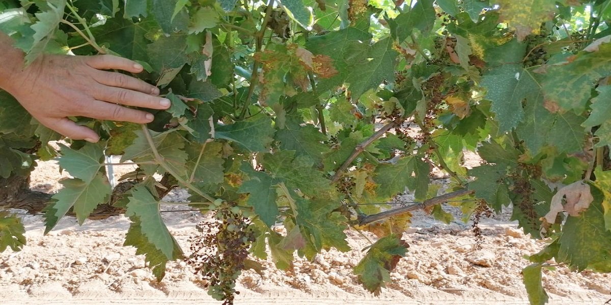 Asaja Córdoba alerta sobre la preocupación de los viticultores del marco Montilla-Moriles por la plaga de mildiu