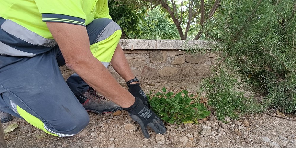 Albendín pone en marcha un control de insectos con la plantación de especies aromáticas como la citronela