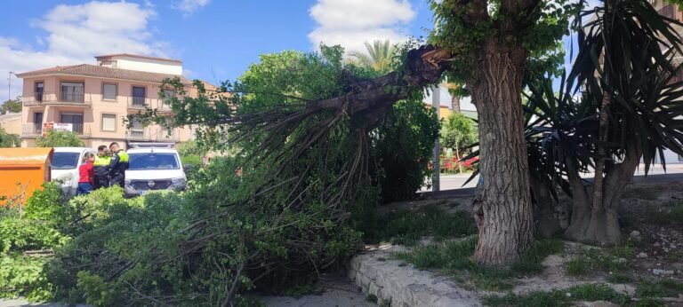 Dos heridos leves por la caída de una gran rama de un árbol en Baena