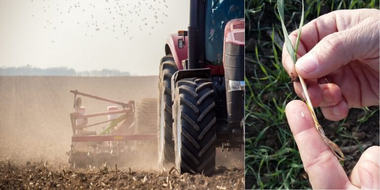 Asaja Córdoba pide poder labrar los rastrojos y barbechos para evitar las plagas de mosquitos