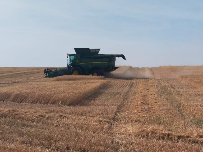 Asaja exige la activación urgente de mecanismos de compensación ante la “crítica situación” de la campaña del cereal