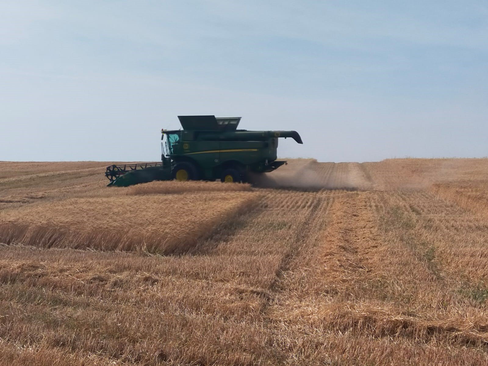 Asaja exige la activación urgente de mecanismos de compensación ante la “crítica situación” de la campaña del cereal