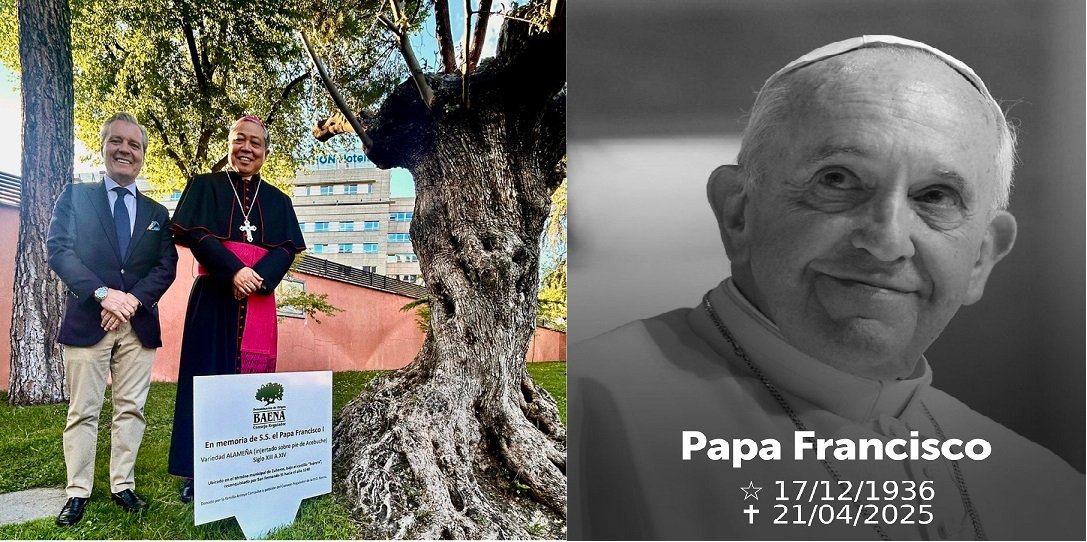 Un olivo centenario de la DOP Baena honra al Papa Francisco en la Nunciatura Española