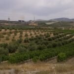 ASAJA Córdoba pide al Gobierno activar las ayudas extraordinarias al olivar y al viñedo fijadas por ley