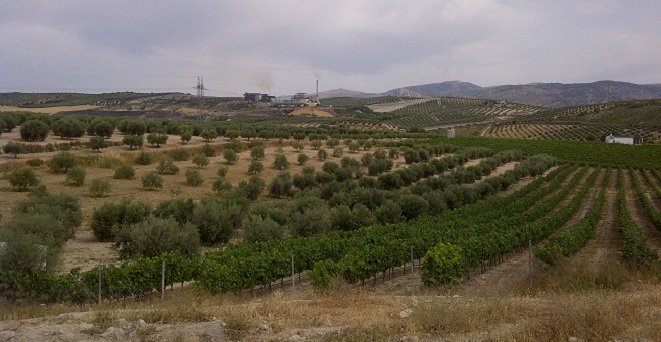 ASAJA Córdoba pide al Gobierno activar las ayudas extraordinarias al olivar y al viñedo fijadas por ley