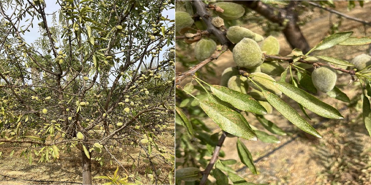Asaja denuncia “el varapalo del Ministerio” al sector de la almendra al denegar el uso excepcional de ‘Abamectina’ contra la plaga de araña roja