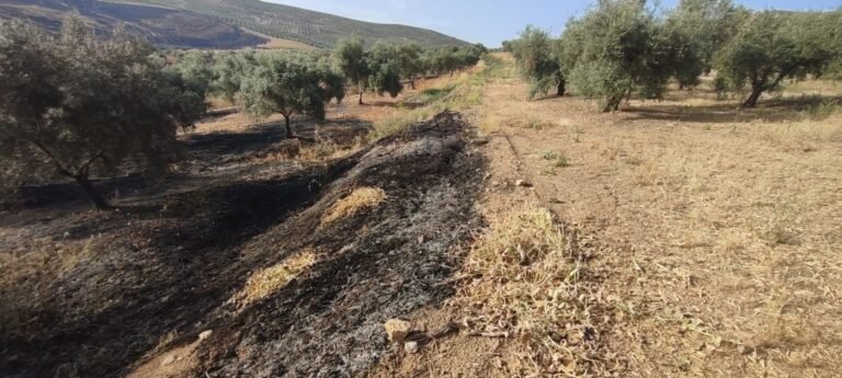 Asaja Córdoba denuncia un incendio de olivar en Baena por la obligación de la PAC de mantener la cubierta vegetal