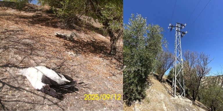 Groden-Ecologistas en Acción denuncia el incremento del número de aves muertas por tendidos eléctricos en Baena