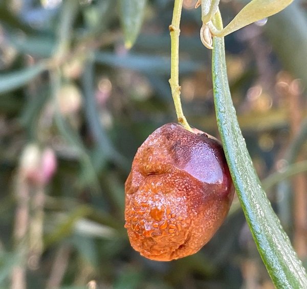 ASAJA Córdoba advierte de la crítica situación del olivar