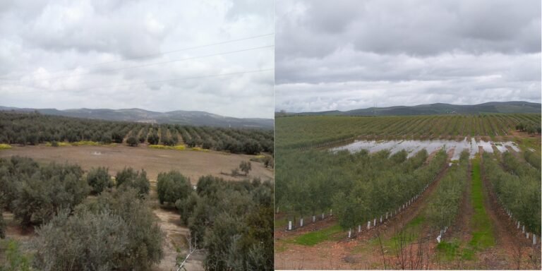 GRODEN-Ecologistas en Acción denuncia que la Junta no preserva la laguna de ‘La Gamonosa’ en Baena