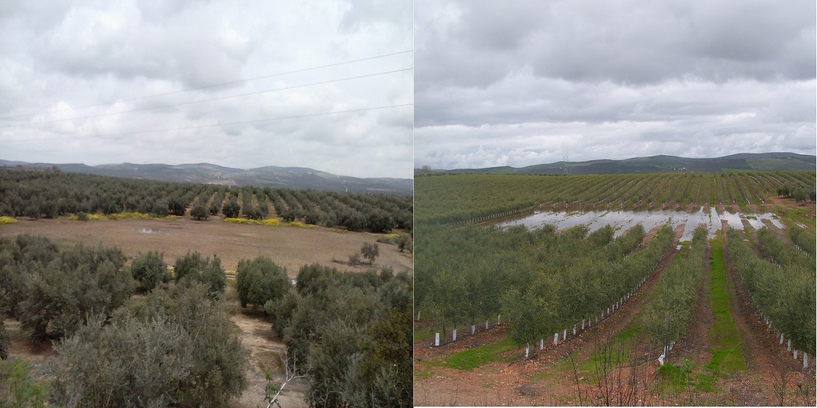GRODEN-Ecologistas en Acción denuncia que la Junta no preserva la laguna de ‘La Gamonosa’ en Baena