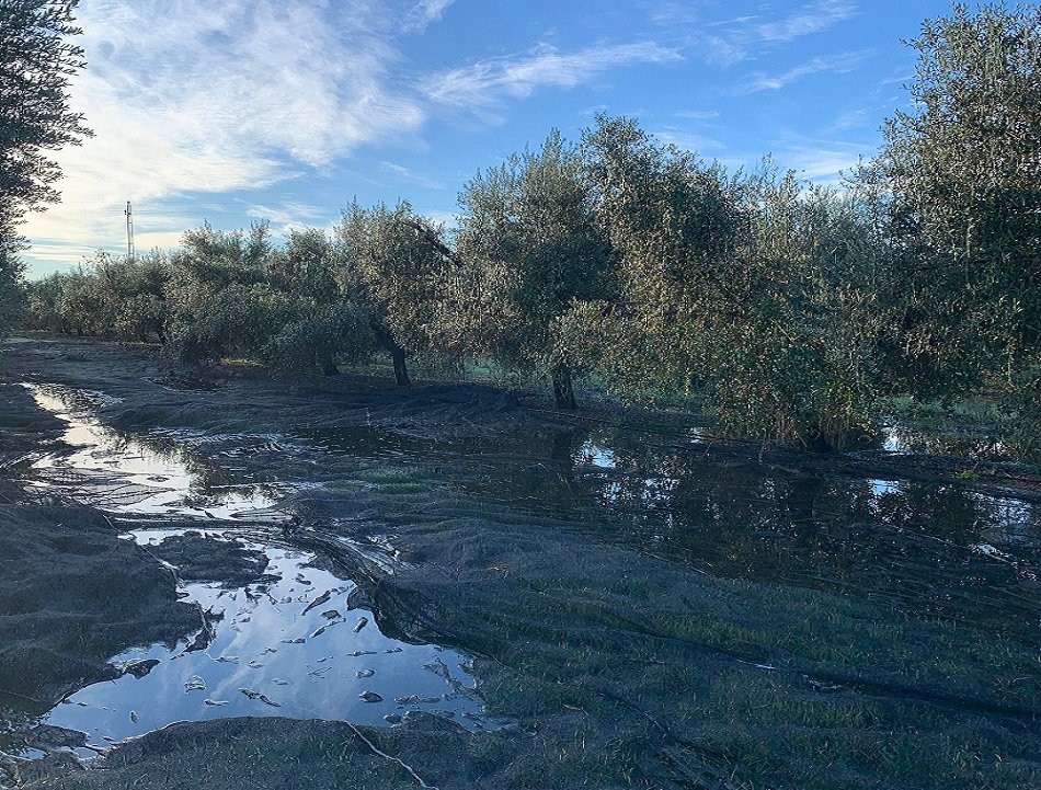 La producción de aceite de oliva en Córdoba se sitúa muy por debajo de lo previsto por el fuerte retraso de la recolección