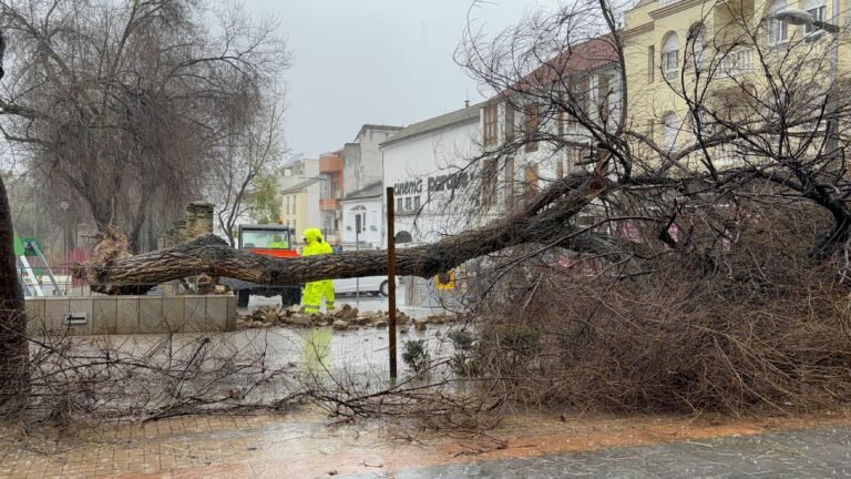 El Ayuntamiento de Baena cierra los parques públicos por los fuertes vientos del temporal que ya ha provocado la caída de varios árboles