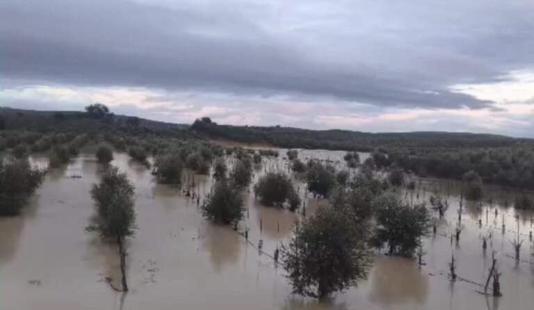 COAG Córdoba alerta que el temporal ha tirado gran parte de la cosecha de aceituna sin recoger