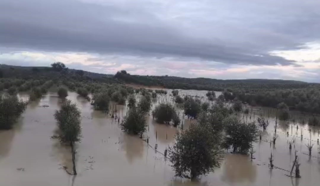 COAG Córdoba alerta que el temporal ha tirado gran parte de la cosecha de aceituna sin recoger