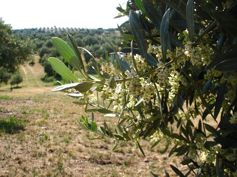La Junta de Andalucía trabaja en nuevas ayudas por 4,6 millones de euros para Agrupaciones de Producción Integrada de olivar