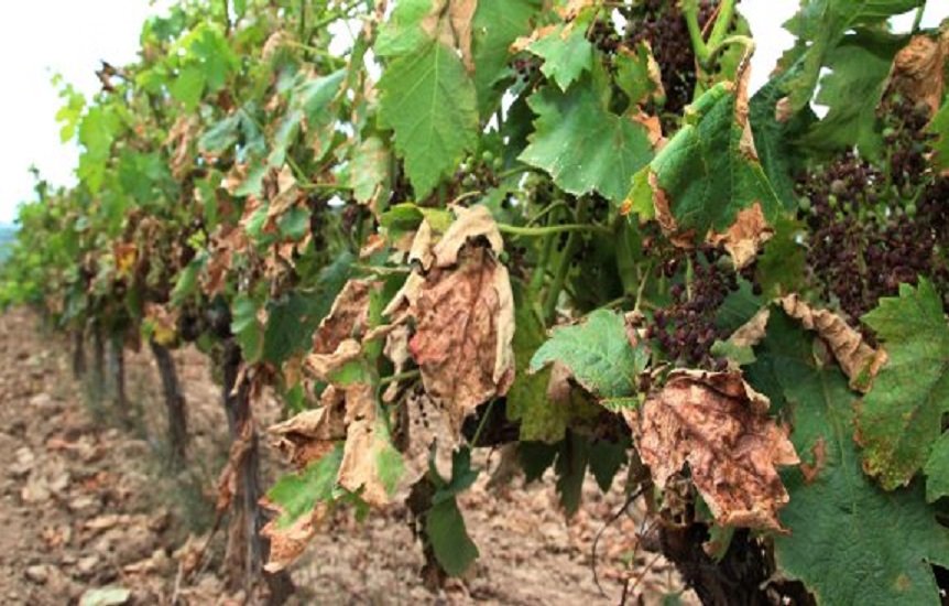 La UCO colabora con la DOP Montilla-Moriles en un proyecto de detección precoz del Mildiu y otras enfermedades de la vid